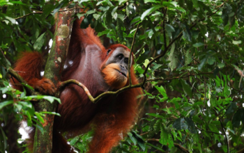 orangutan sumatra
