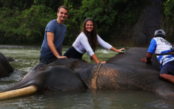 elephant sumatra trekking