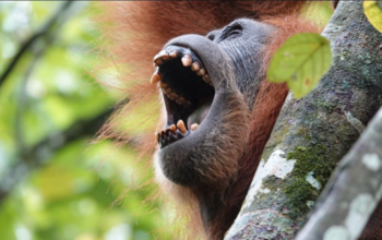 Orangutan Sumatra
