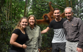 sumatra orangutan in the jungle trip