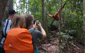 jungle trekking orangutan sumatra