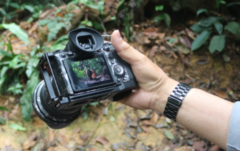 Wild Sumatran orangutan in the rainforest of Bukit Lawang during a photography tour