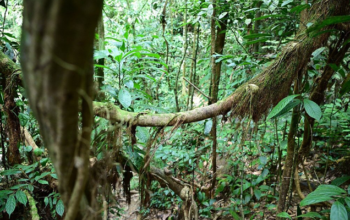 tow days treks in the jungle